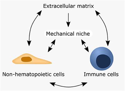 Mechanobiological Principles Influence the Immune Response in Regeneration: Implications for Bone Healing